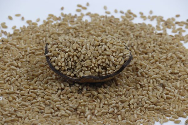 Whole Wheat, Premium Wheat, Organic Wheat, Sharbati Wheat, Desi Wheat, Natural Wheat Grains, Buy wheat online, Fresh wheat grain, Pure wheat grain, Farm-fresh wheat, Soft wheat for chapati, High-fiber wheat, Unpolished wheat grain, ಗೋಧಿ(Gōdhi)