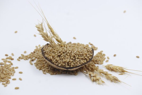 Whole Wheat, Premium Wheat, Organic Wheat, Sharbati Wheat, Desi Wheat, Natural Wheat Grains, Buy wheat online, Fresh wheat grain, Pure wheat grain, Farm-fresh wheat, Soft wheat for chapati, High-fiber wheat, Unpolished wheat grain, ಗೋಧಿ(Gōdhi)
